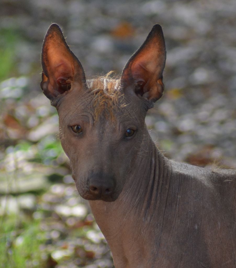 de Luna Capreza - Chiots disponibles - Chien nu du Perou