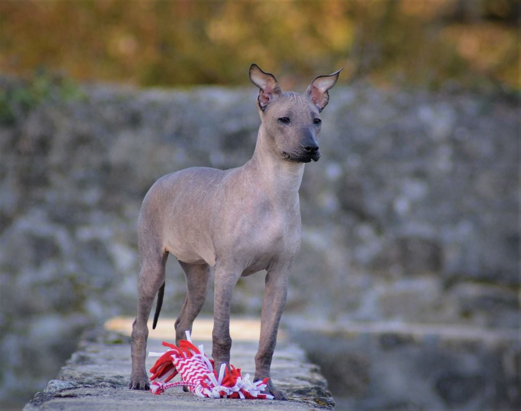 de Luna Capreza - Chiots disponibles - Chien nu du Perou