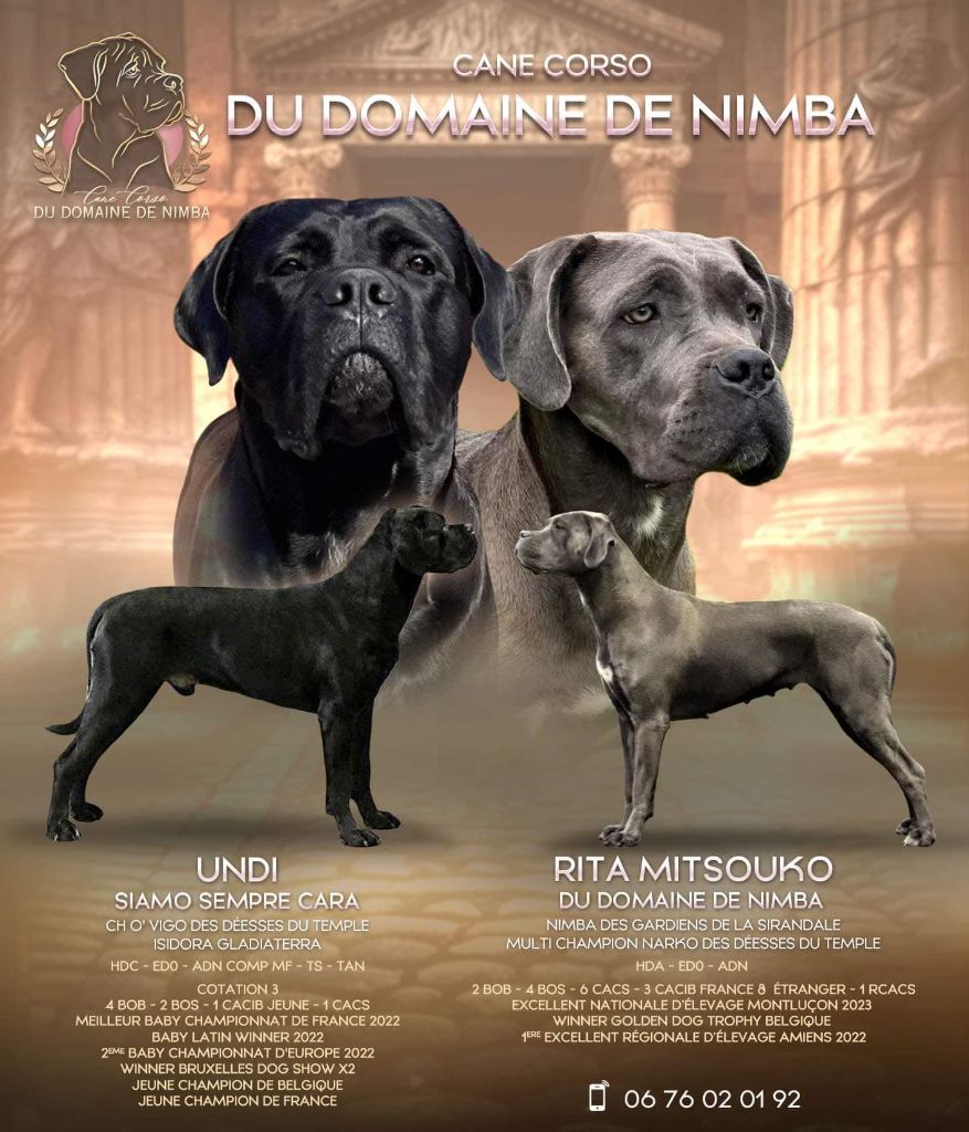 Du Domaine De Nimba - Bientôt des naissances à l'élevage 