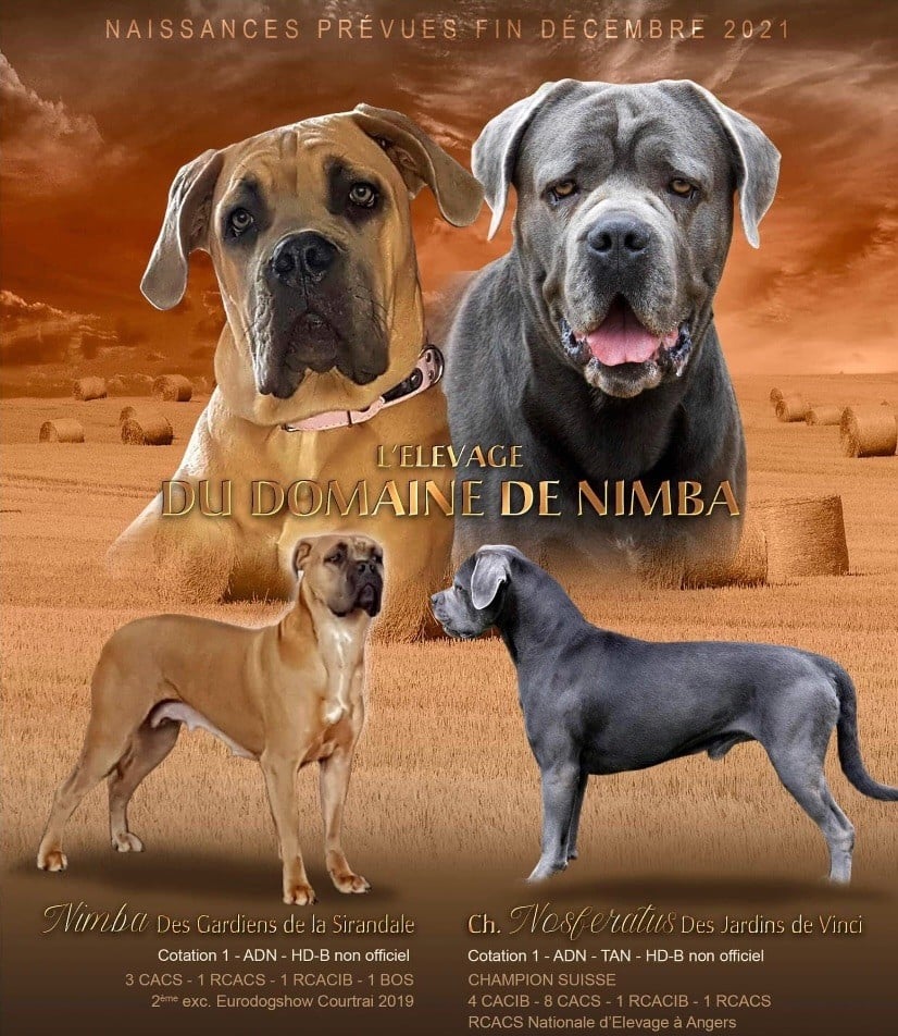 Du Domaine De Nimba - Cane Corso - Portée née le 29/12/2021