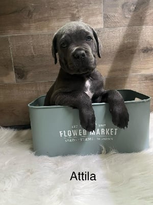 attila