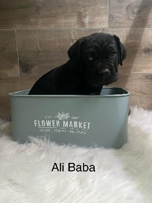 ali baba