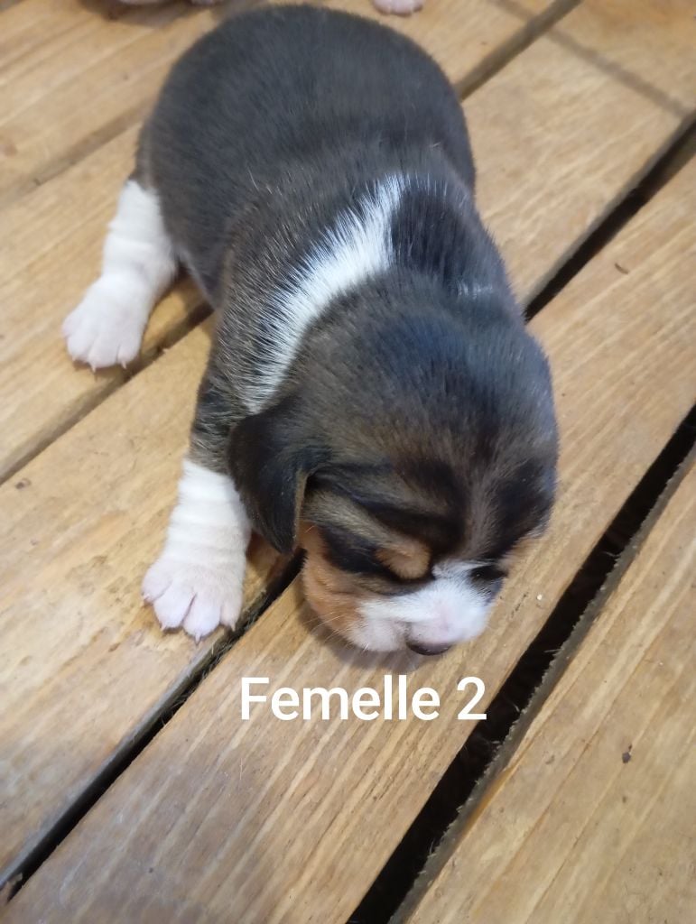 Des Rives Du Lathan - Chiots disponibles - Beagle