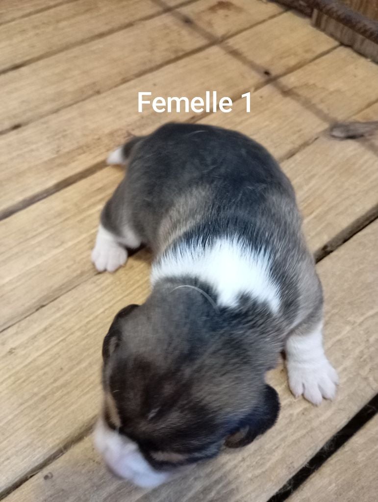 Des Rives Du Lathan - Chiots disponibles - Beagle