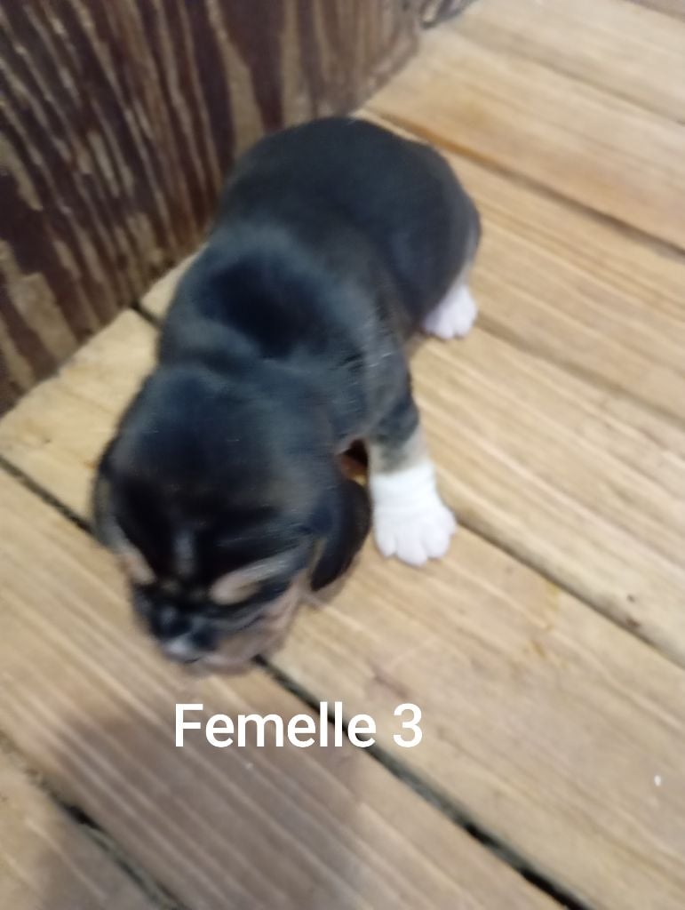 Des Rives Du Lathan - Chiots disponibles - Beagle