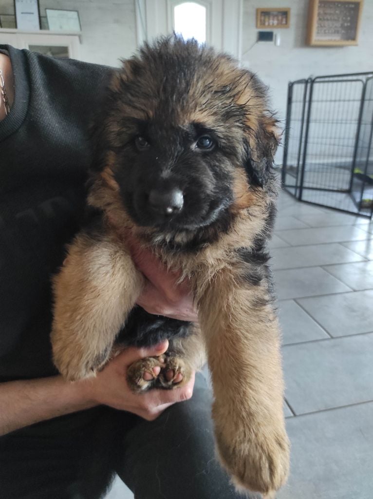 Des Amours D'Arelaune - Chiots disponibles - Berger Allemand Poil Long