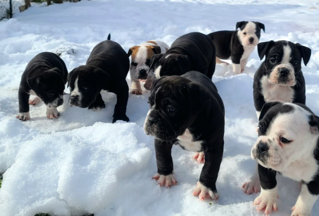 Chiot Bulldog continental La Casa Des Chula