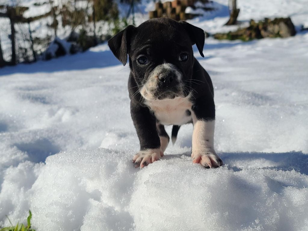 La Casa Des Chula - Chiots disponibles - Bulldog continental