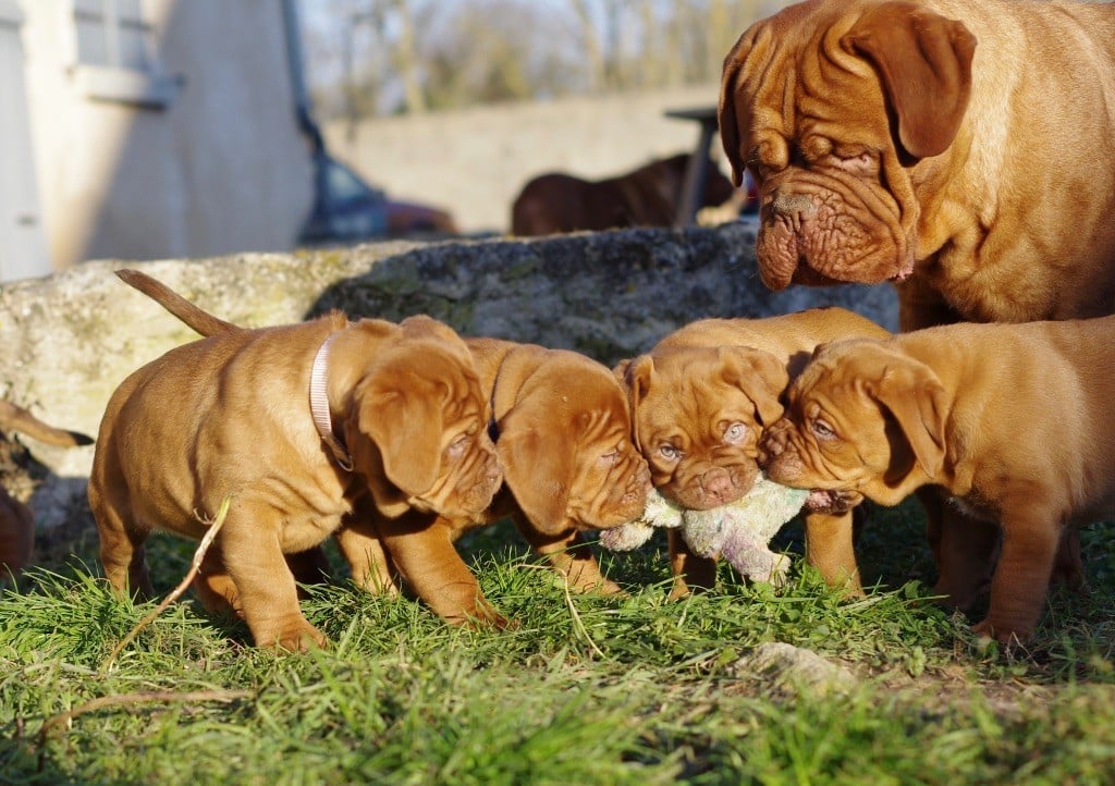 De L'Hannya Rouge - Dogue de Bordeaux - Portée née le 26/11/2024