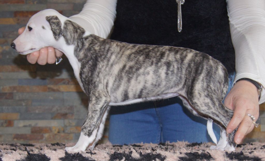 Des Elfes De Kermagall - Chiots disponibles - Whippet