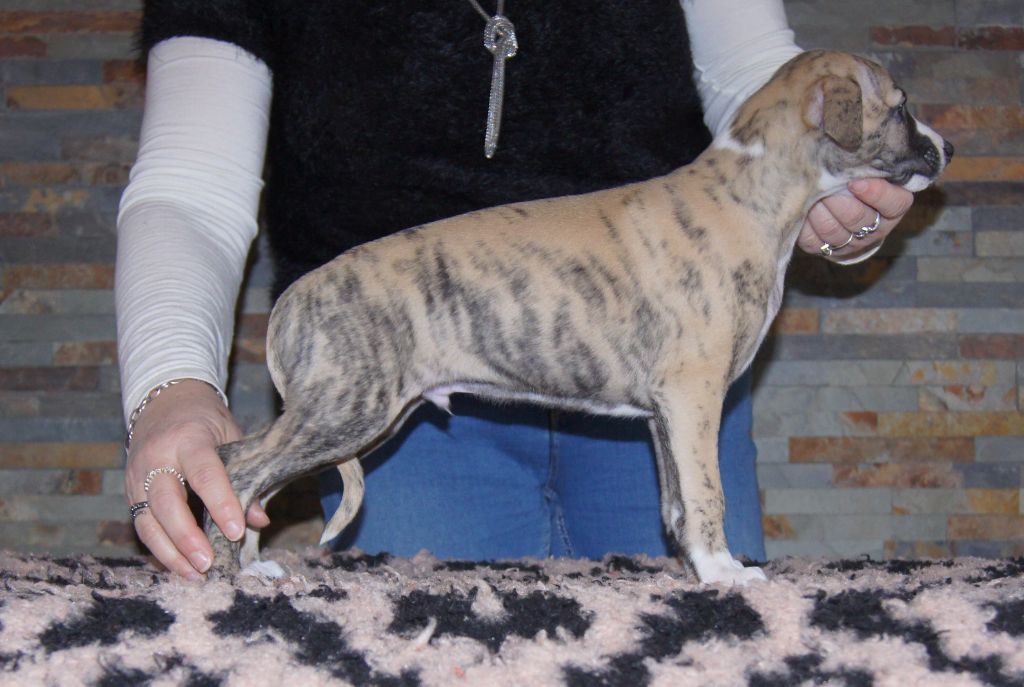 Des Elfes De Kermagall - Chiots disponibles - Whippet