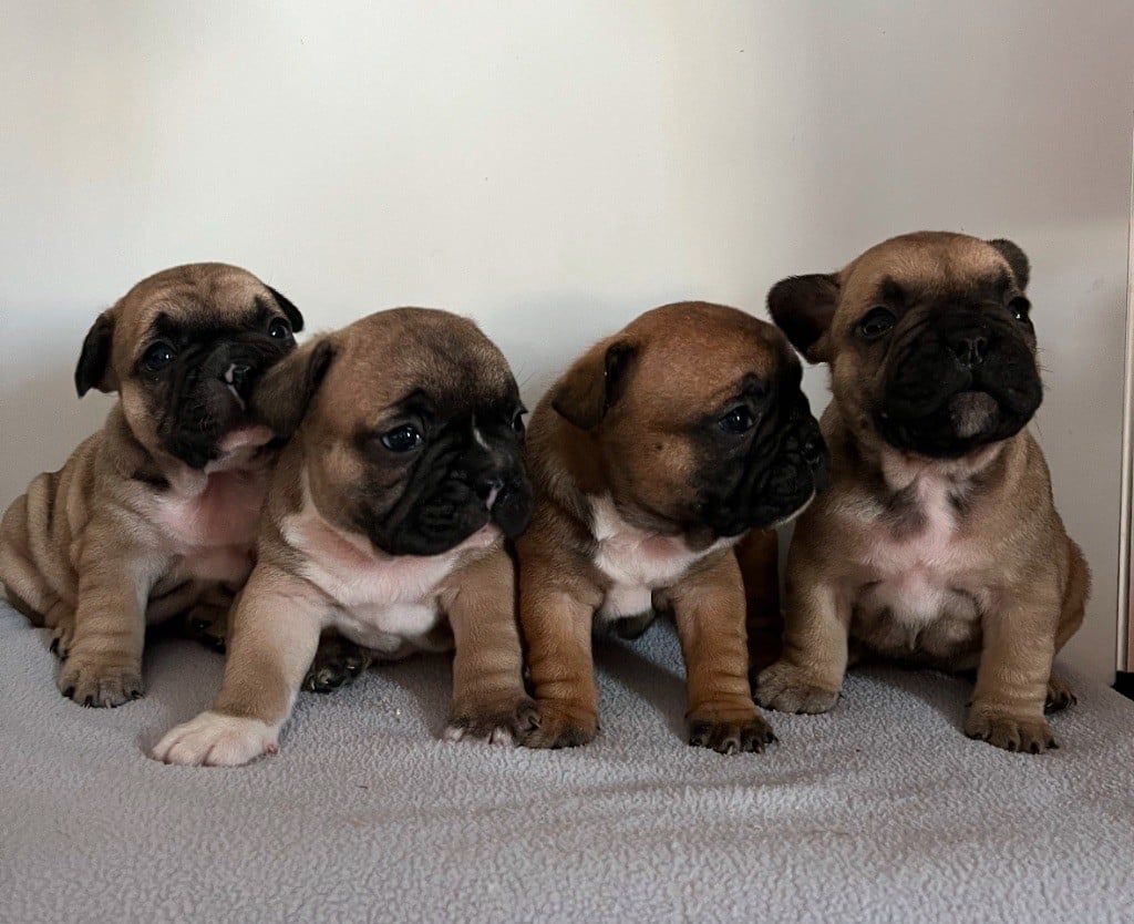 Chiot Bouledogue français Di Golfu Di Lava