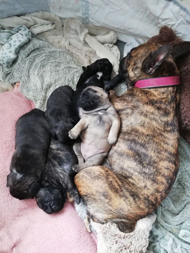 Chiot Bouledogue français Elevage De St Paul