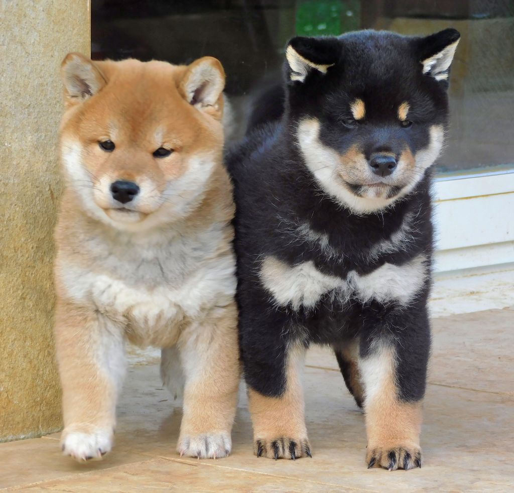 Ryu no Kensha - Chiots disponibles - Shiba