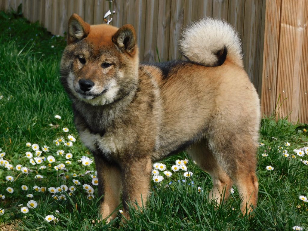 Ryu no Kensha - Chiots disponibles - Shiba