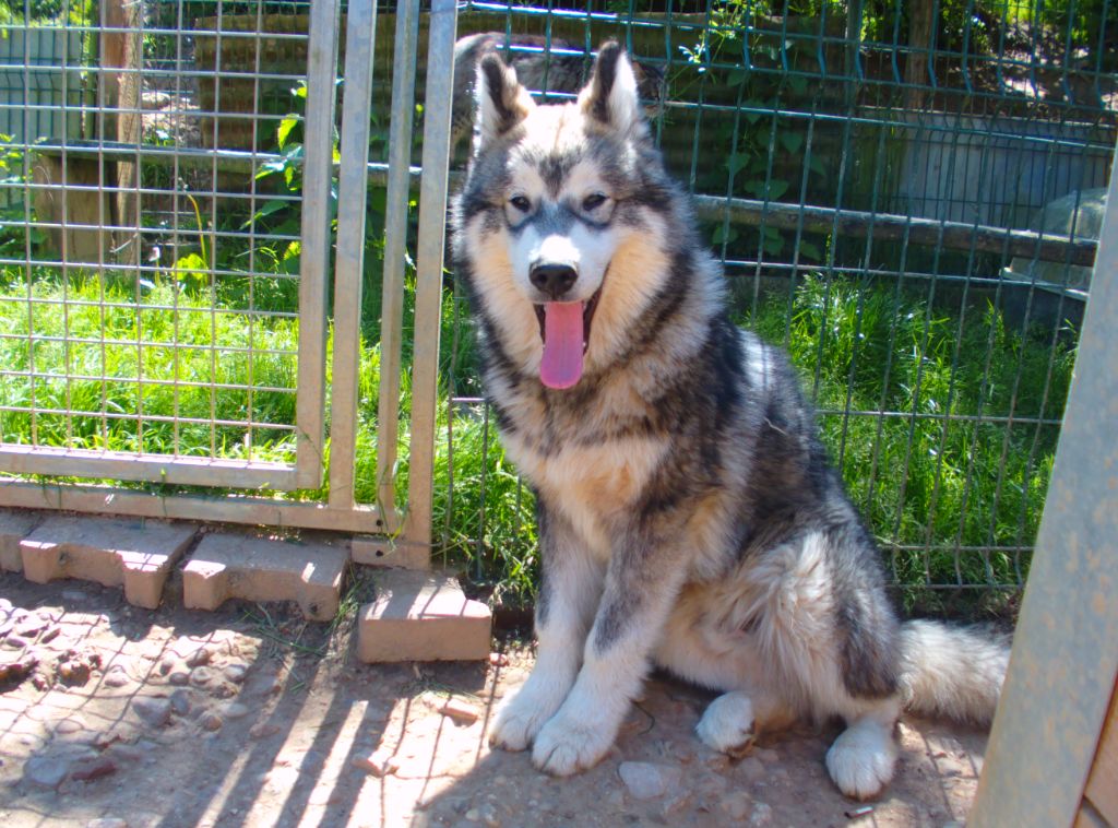 Poudreska - Chiots disponibles - Alaskan Malamute