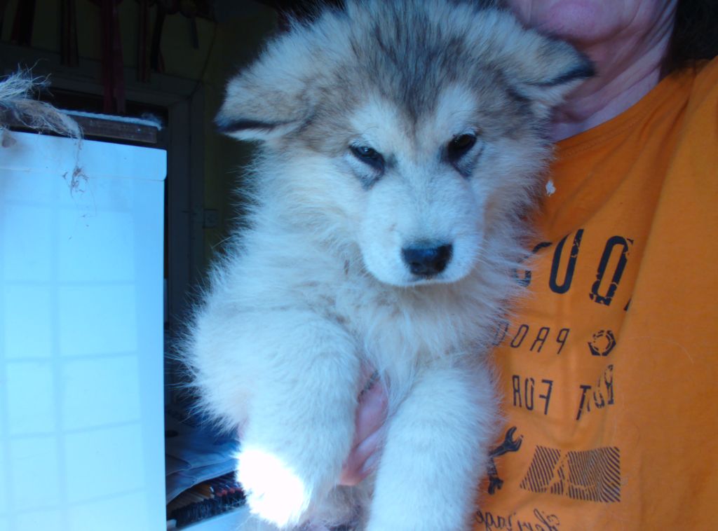 Chiot Alaskan Malamute Poudreska