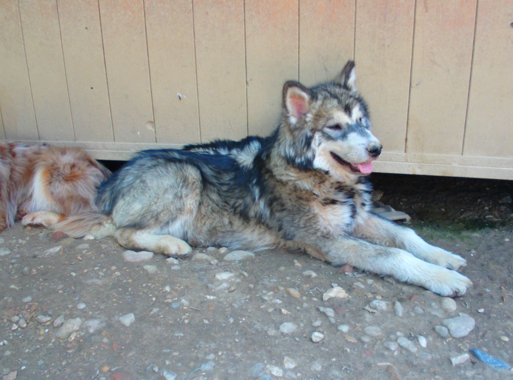 Poudreska - Chiots disponibles - Alaskan Malamute