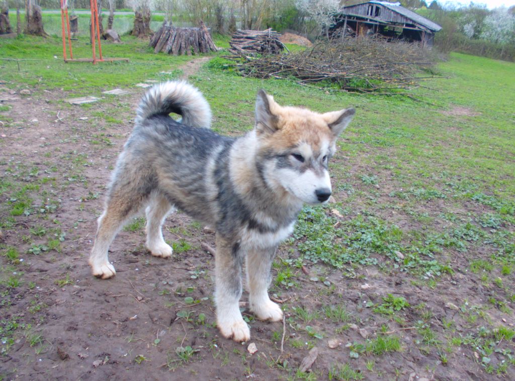 Chiot Alaskan Malamute Poudreska