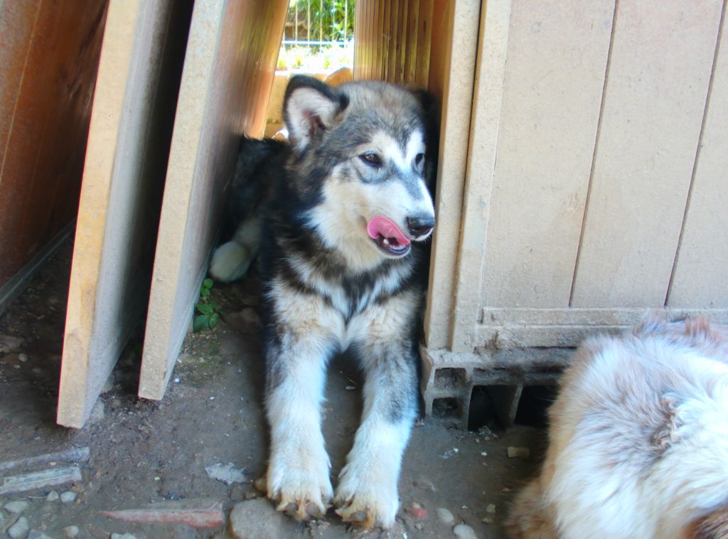 Poudreska - Chiots disponibles - Alaskan Malamute