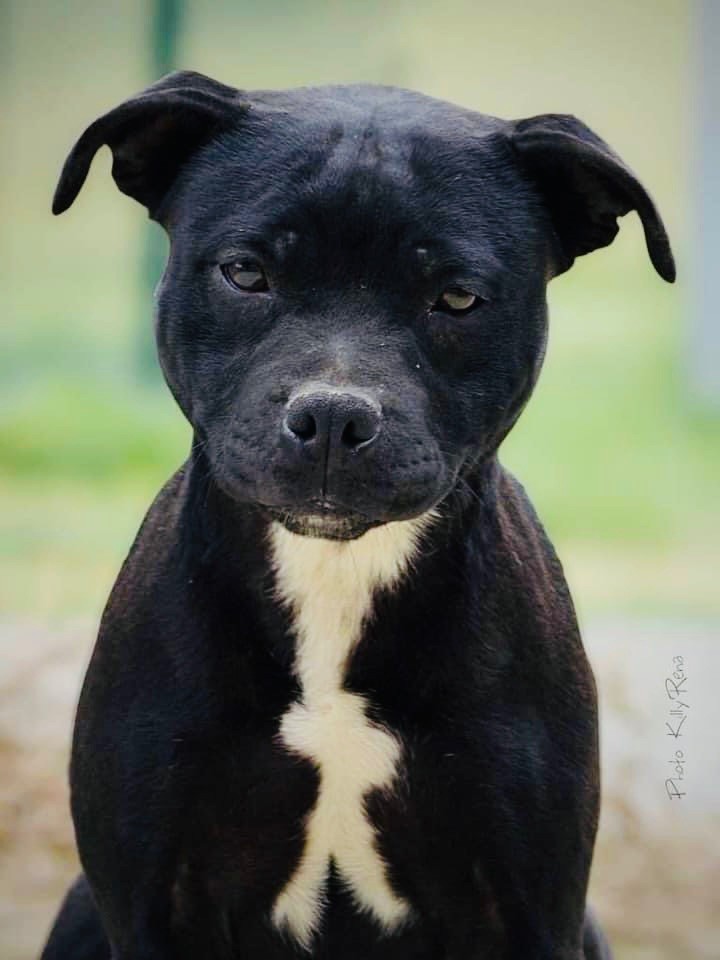 Femelle adulte Staffie 