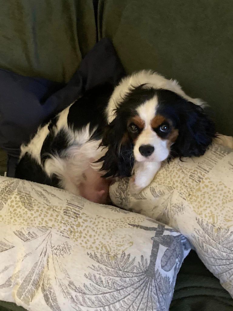 De L'Etoile Du Verger - Cavalier King Charles Spaniel - Portée née le 17/11/2022