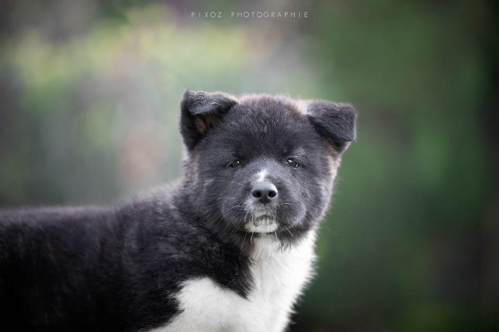 Domain of the Bears - Chiots disponibles - Akita americain