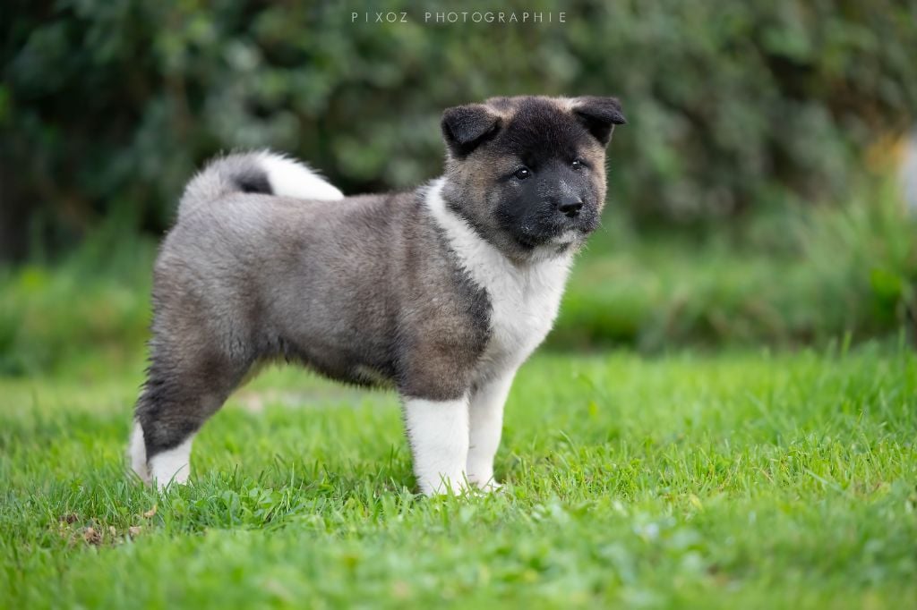 Domain of the Bears - Chiots disponibles - Akita americain