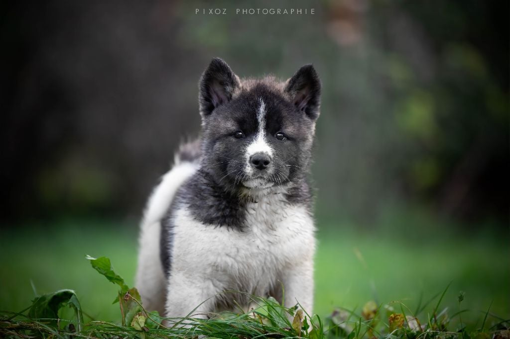 Domain of the Bears - Chiots disponibles - Akita americain