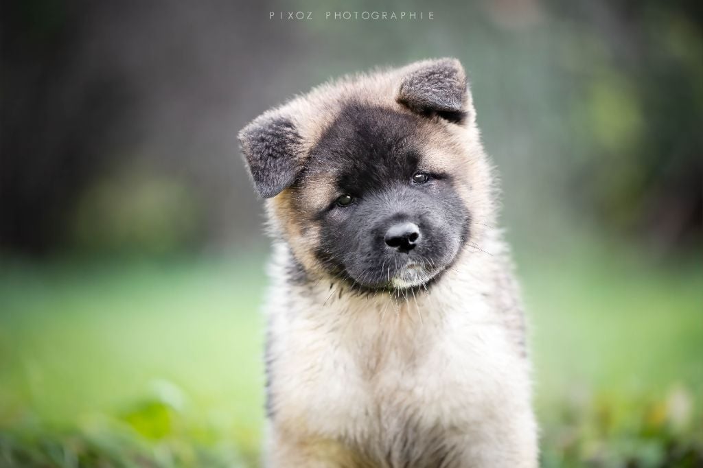 Domain of the Bears - Chiots disponibles - Akita americain