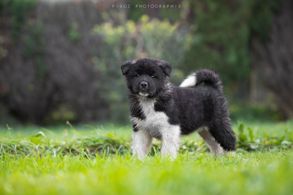 Domain of the Bears - Chiots disponibles - Akita americain