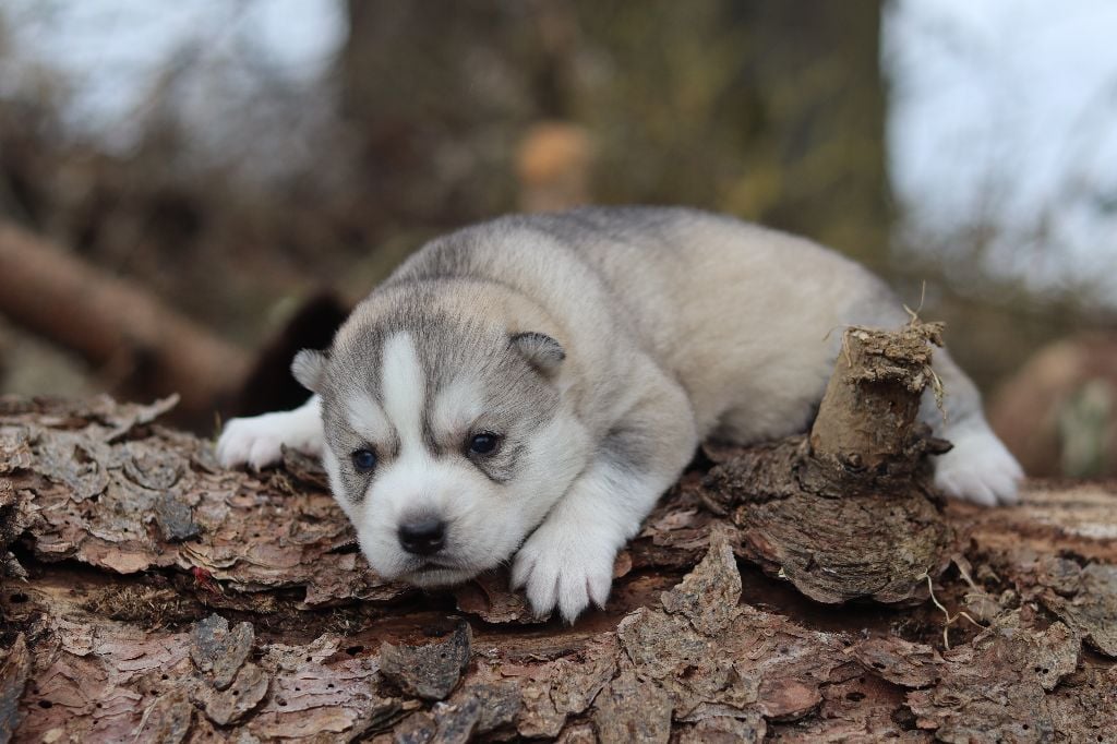 Flower Of Tenebrae - Chiots disponibles - Siberian Husky