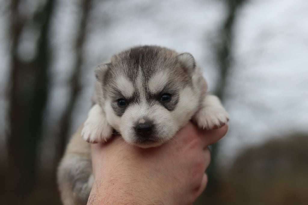 Flower Of Tenebrae - Chiots disponibles - Siberian Husky