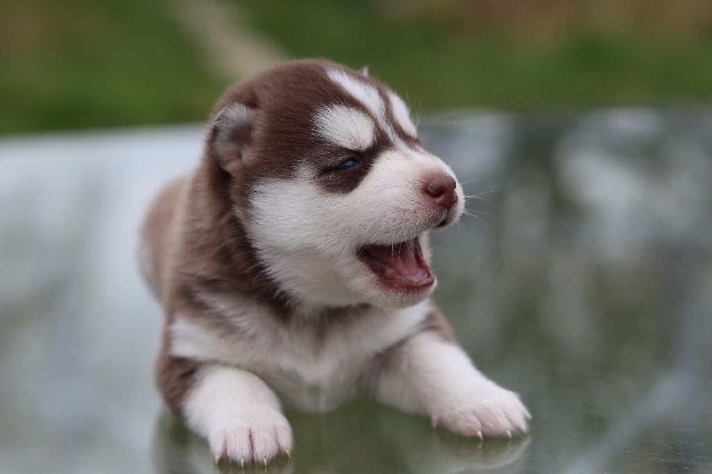 Flower Of Tenebrae - Chiots disponibles - Siberian Husky