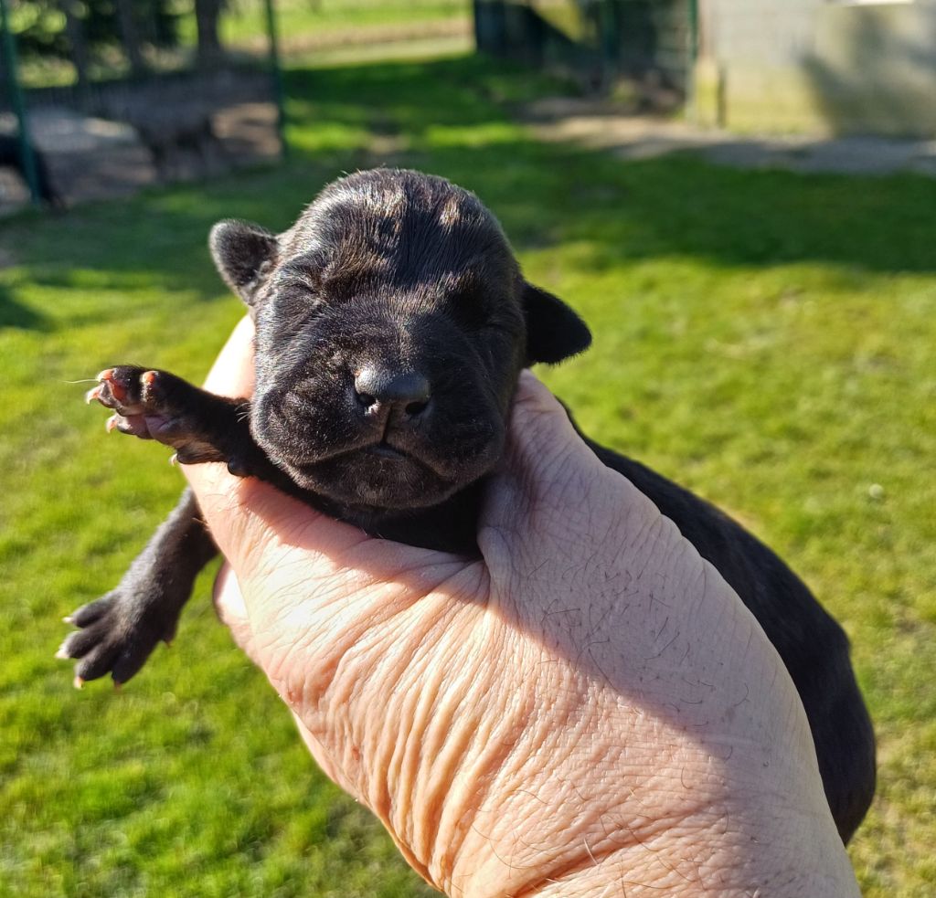 Du Clos des Trois Rivières - Chiots disponibles - Cane Corso