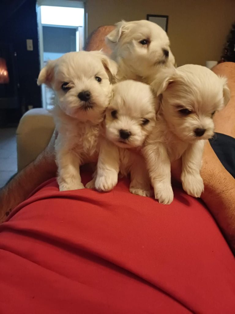 Chiot Bichon maltais Du Clos des Trois Rivières