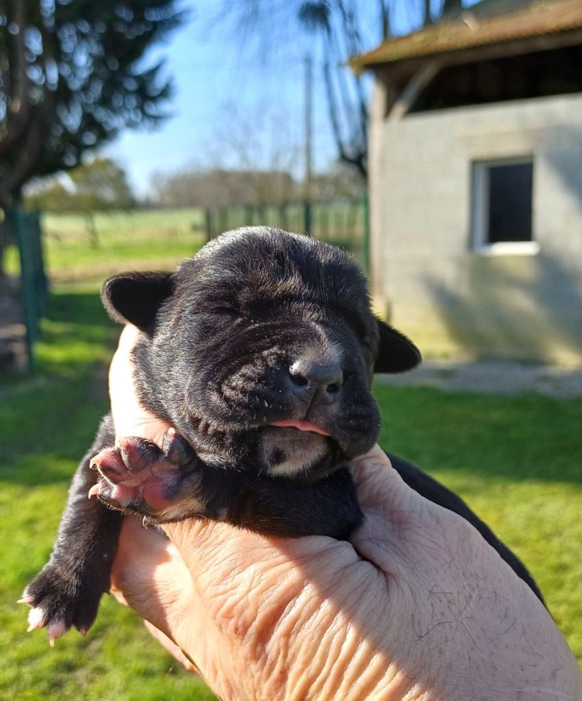 Du Clos des Trois Rivières - Chiots disponibles - Cane Corso