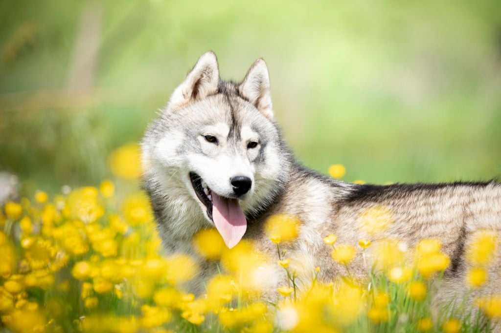 Le Bonheur De Laé - Chiots disponibles - Siberian Husky