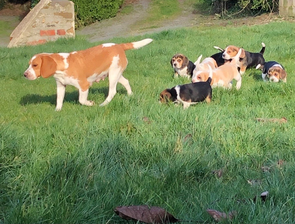 Le Bonheur De Laé - Beagle - Portée née le 14/01/2022