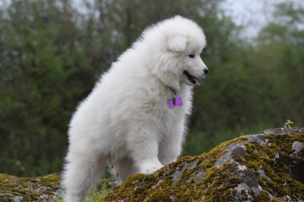 du val danton - rencontre samoyede