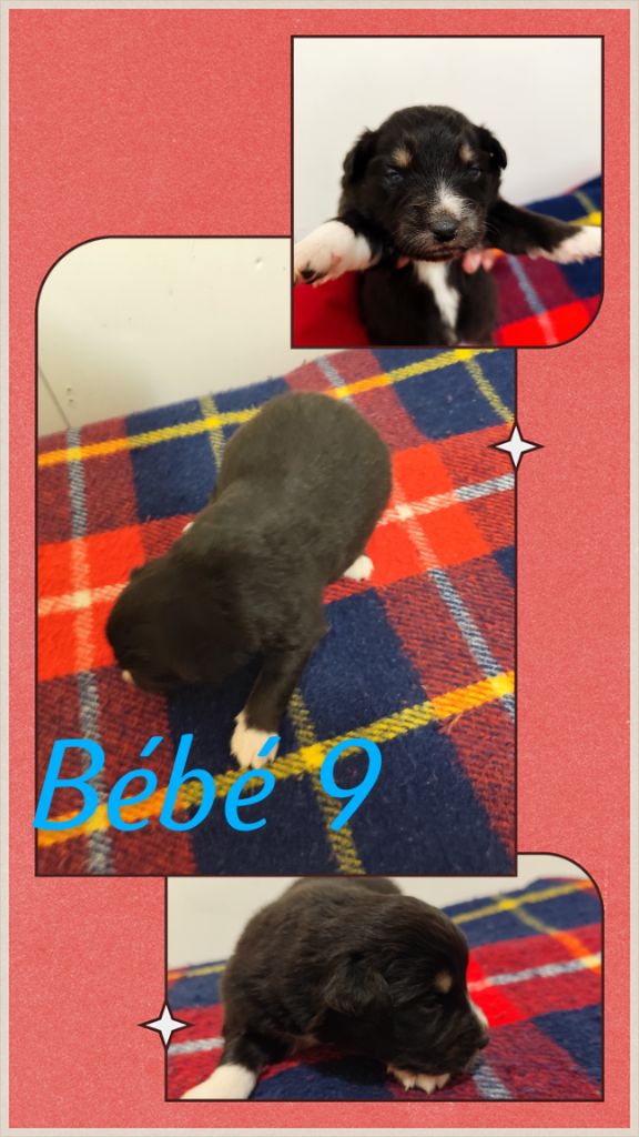 Bébé 9