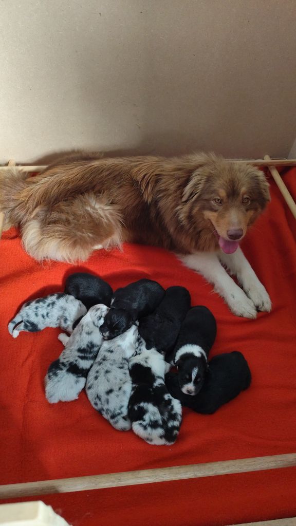 Chiot Berger Australien Des Terres De Can’elles