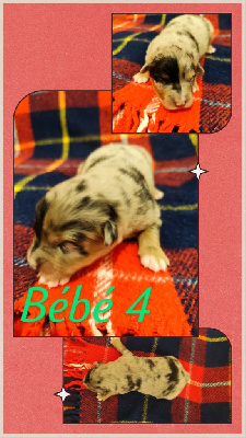 Bébé 4