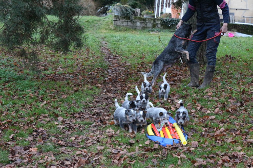 Chiot Bouvier australien De la foncière des coudres