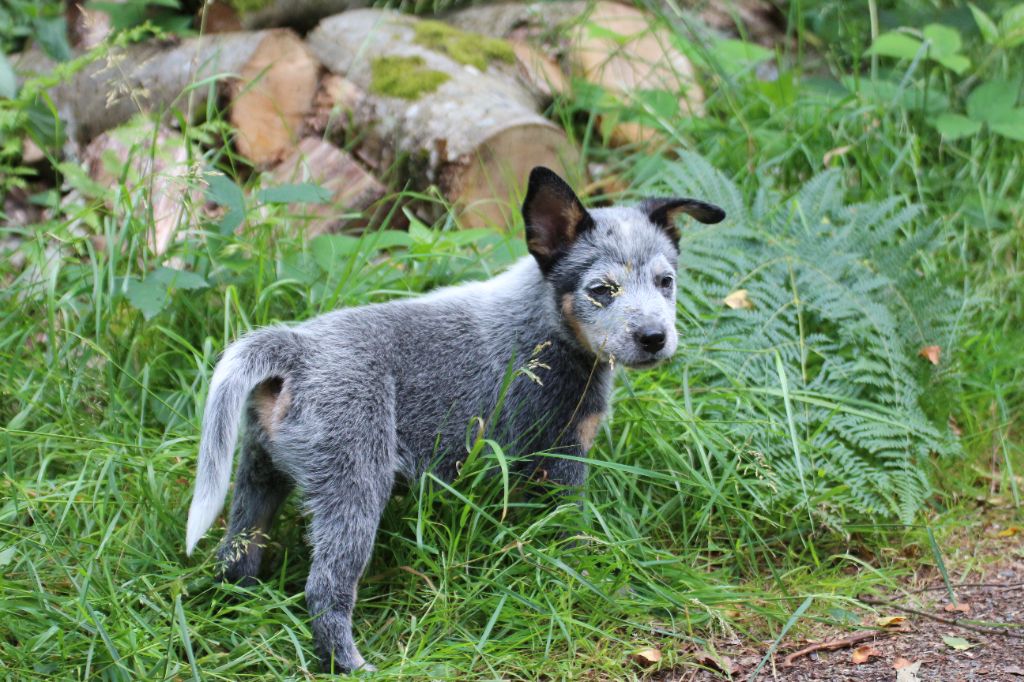 De la foncière des coudres - Chiots disponibles - Bouvier australien