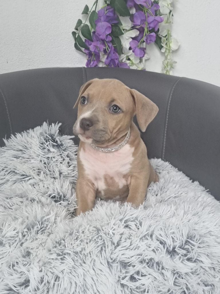 Ludovic Sersour - Chiots disponibles - American Staffordshire Terrier