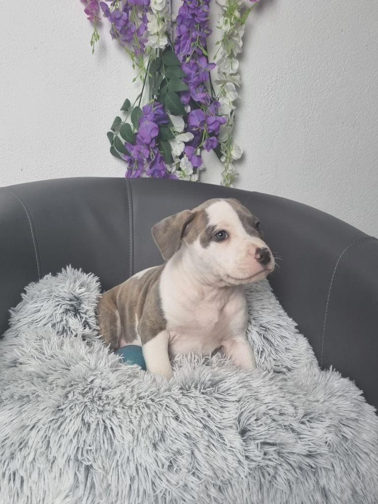 Ludovic Sersour - Chiots disponibles - American Staffordshire Terrier