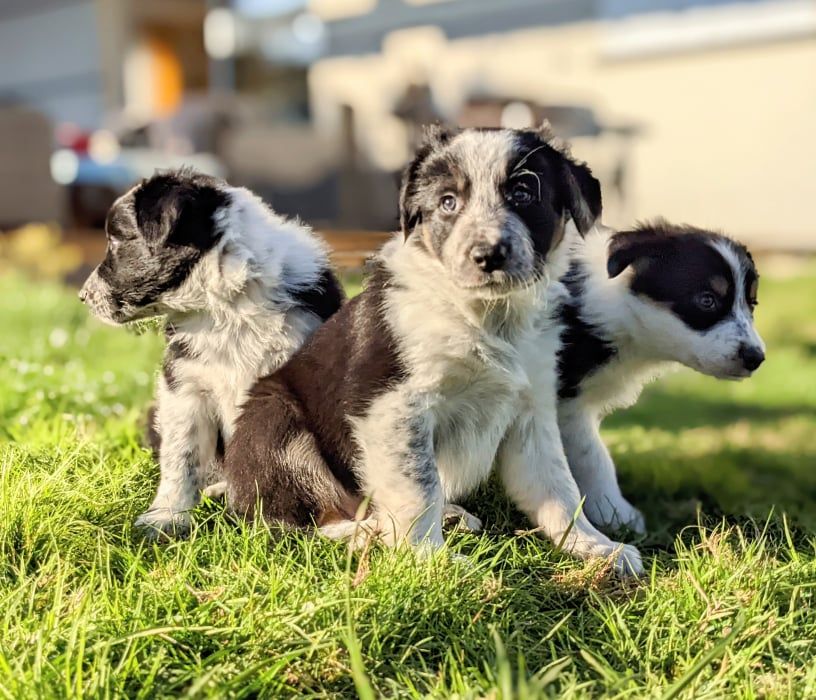 Chiot Border Collie De La Loutre De Maryc