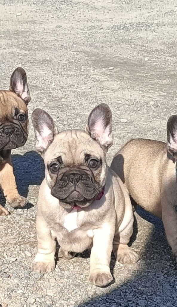 De La Fougue Du Marais - Bouledogue français - Portée née le 02/12/2022