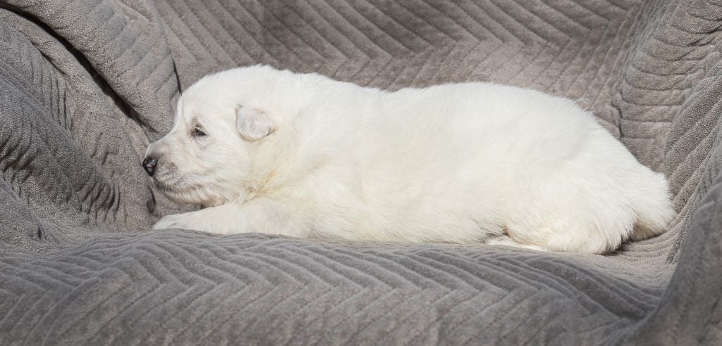 des Trois Land - Chiots disponibles - Berger Blanc Suisse